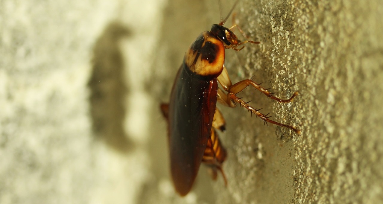 Tout savoir sur le traitement des parasites pendant les travaux de construction